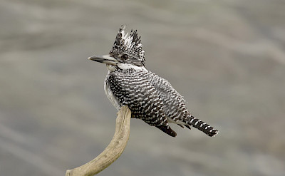Crested Kingfisher in India. ©Christopher Mills