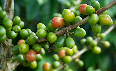 Coffee beans in the Coffee Triangle of Colombia. Flickr:McKay Savage