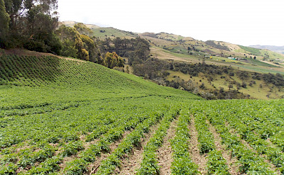 Crops in the Sumapaz Páramo in Colombia. Flickr:Daniel Amariles