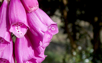 Flowers in Sumapaz Páramo, Colombia. Flickr:Daniel Amariles