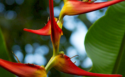 Haliconia flower in Colombia. Flickr:McKay Savage