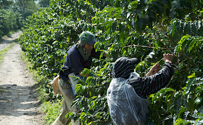 Picking coffee beans on the plantation tour in the Coffee Triangle of Colombia. Flickr:McKay Savage