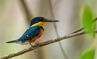 American Pygmy Kingfisher in Costa Rica. Flickr:Becky Matsubara