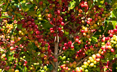 Coffee beans in Costa Rica. Flickr:sammay