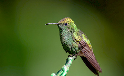 Coppery-Headed Emerald Hummingbird in Costa Rica. Flickr:Becky Matsubara