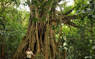 Giant Ficus at Curi-Cancha Reserve in Monteverde, Costa Rica. Flickr:Melinda Banks