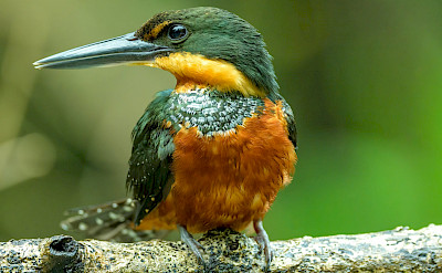 Green-and-Rufous Kingfisher in Costa Rica. Flickr:Becky Matsubara