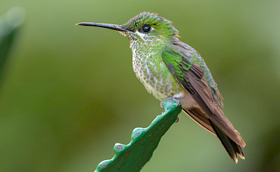 Green-Crowned Brilliant Hummingbird in Costa Rica. Flickr:Becky Matsubara