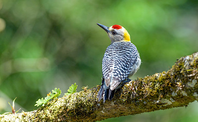 Hoffman's Woodpecker in Costa Rica. Flickr:Becky Matsubara