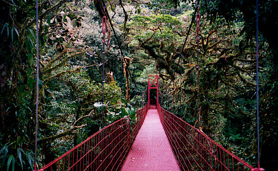 Bridge at the Monteverde Cloud Forest in Costa Rica. Flickr:Benet2006 