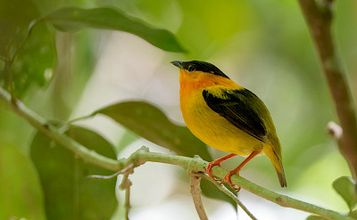 Orange-Collared Manakin at Carara National Park, Costa Rica. Flickr:Becky Matsubara