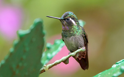 Purple-Throated Mountain Gem Hummingbird in Costa Rica. Flickr:Becky Matsubara