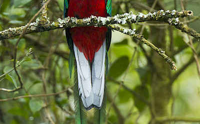 Resplendent Quetzal at the Cloud Forest in Costa Rica. Flickr:Francesco Veronesi