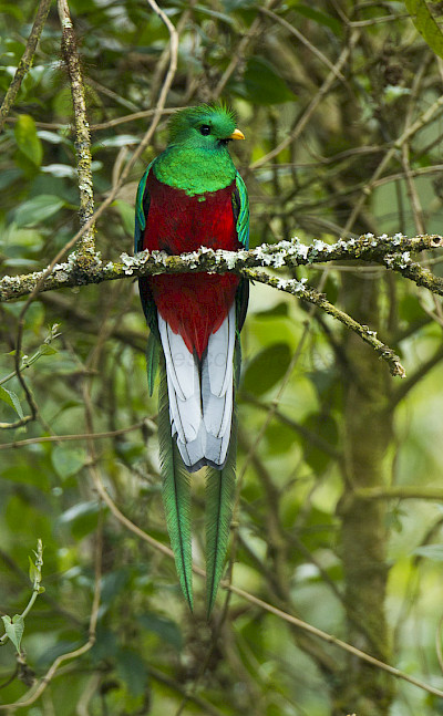 Resplendent Quetzal at the Cloud Forest in Costa Rica. Flickr:Francesco Veronesi