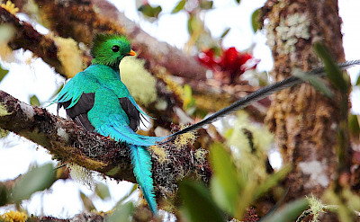 Resplendent Quetzal in Costa Rica. Flickr:ryanacandee
