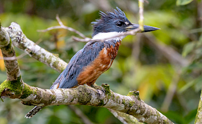 Ringed Kingfisher in Costa Rica. Flickr:Becky Matsubara