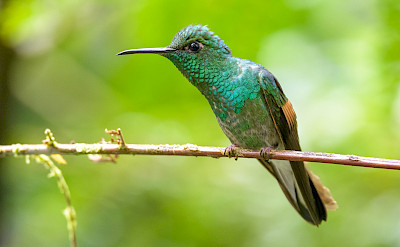 Stripe-Tailed Hummingbird in Monteverde, Costa Rica. Flickr:Becky Matsubara