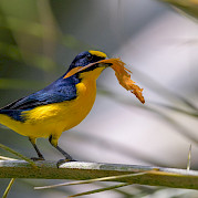 Volcanos, Beaches, & National Parks: Birdwatching in Costa Rica - Thick-Billed Euphonia in Costa Rica. Flickr:Becky Matsubara