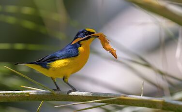 Volcanos, Beaches, & National Parks: Birdwatching in Costa Rica