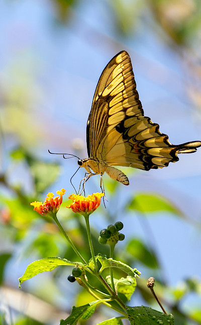 Thoas Swallowtail at Tárcoles River in Costa Rica. Flickr:Charlie Jackson