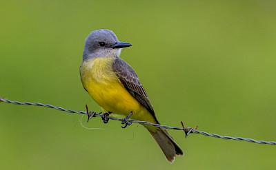 Tropical Kingbird in La Fortuna, Costa Rica. Flickr:Becky Matsubara