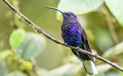Violet Sabrewing Hummingbird in Costa Rica. Flickr:Becky Matsubara