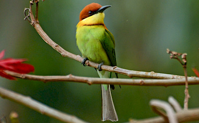 Chestnut-headed Bee-eater in India. CC:PJeganathan