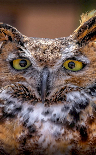 Great-horned Owl in India. Flickr:Elaine Malott