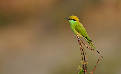 Green Bee-eater in India. CC:Trshankar Raman
