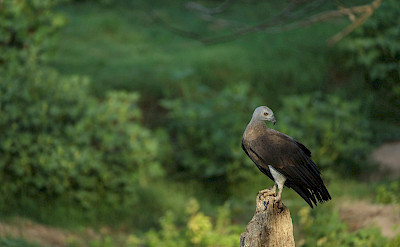 Grey-headed Fish Eagle in India. Flickr:Rohit Varma