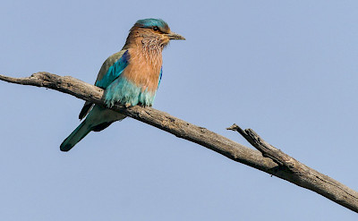 Indian Roller at Keoladeo National Park in India. Flickr:Mike Prince
