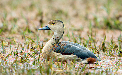 Lesser Whistling Duck at Chambal River in India. Flickr:Koshy Koshy