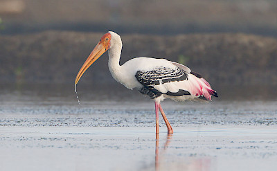 Painted Stork in India. CC:JJ Harrison