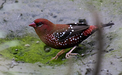Red Avadavet at Ohkla Bird Sactuary in India. Flickr:Srikaanth Sekar
