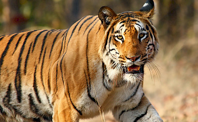 Royal Bengal Tiger in India. CC:Vijaymp