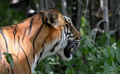 Royal Bengal Tiger in India. Flickr:Ram's Foto