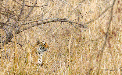 Bengal Tiger at Ranthambore National Park in India. Flickr:Steven dosRemedios 