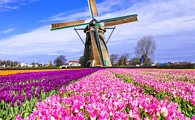 Tulip fields throughout Holland in the Springtime. Flickr:Matheus Swanson 