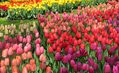 Tulips at the Keukenhof in North Holland, the Netherlands. Flickr:IMBiblio