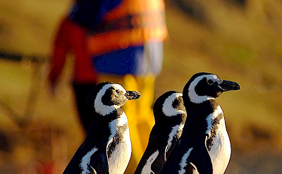 Penguins on the Argentina Cruise Ship Tour ©TO