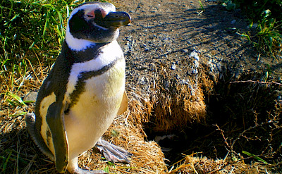 Pingüinos in Ushuaia, Argentina. Flickr:Steven dosRemedios
