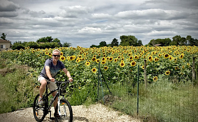 Biking among sunflowers in the Bordeaux region of France. ©Photo via TO