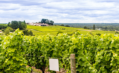Vineyards surrounding Château d'Arche in Sauternes, Gironde, France. Flickr:Alberto Cruz