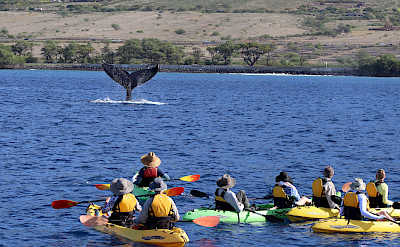 Kayaking guests see whale fluke, Hawaii. ©TO
