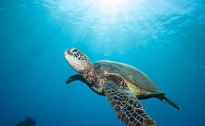 Sea turtle in Hawaii. ©TO 9.332445, -154.977357