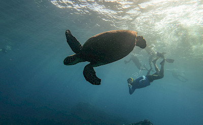 Snorkeling with sea turtles, Hawaii. ©TO