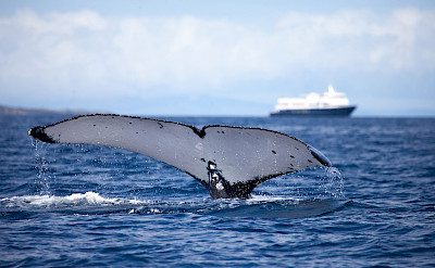 Whale fluke and Safari Explorer, Hawaii. ©TO