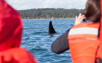 Guests see orcas in San Juans, Pacific Northwest. ©TO