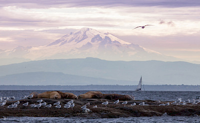Mount Baker and wildlife, Pacific Northwest. ©TO 47.975349, -122.909173