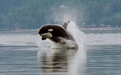 Orca at Salish Sea. CC:Minette Layne
